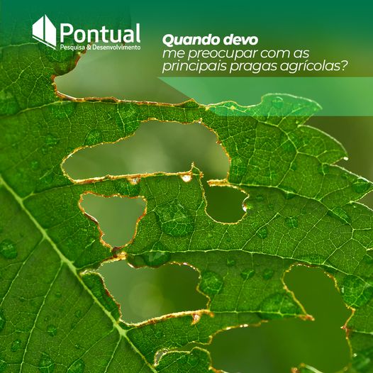 Quando Devo Me Preocupar Com As Principais Pragas Agrícolas? - Pontual ...